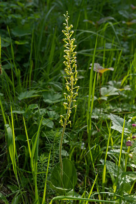 Neottia ovata/Grosses Zweiblatt