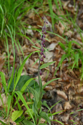 Braunrote Stendelwurz