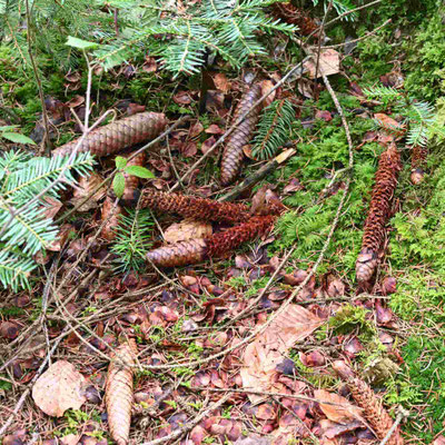 Eichhörnchen