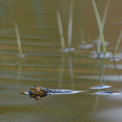 Grasfrosch