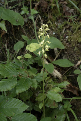 Weisse Waldhyazinthe 