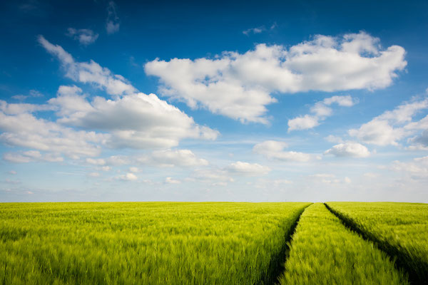 Feld im Burgenlandkreis bei Freyburg im Sommer
