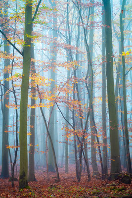 Wald im Südharz im Nebel