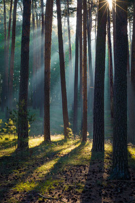 Sonnenstrahlen im Wald bei Westerhausen