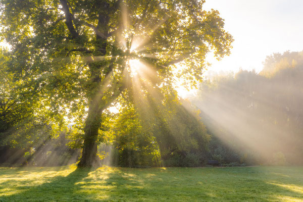 Baum im Dieskauer Park im Saalekreis im Herbstlicht