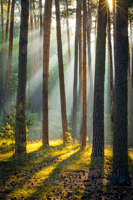 Sonnenstrahlen in einem Wald bei Westerhausen