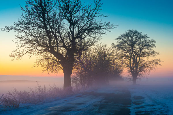 Allee im Seegebiet Mansfeld-Südharz im Nebel im Winter