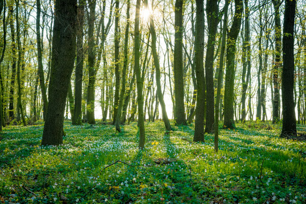 Wald bei Freyburg im Frühling
