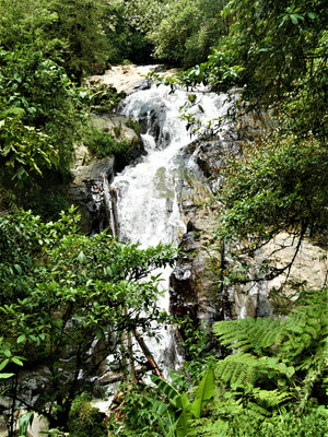 Malaysia Cameron Highlands 