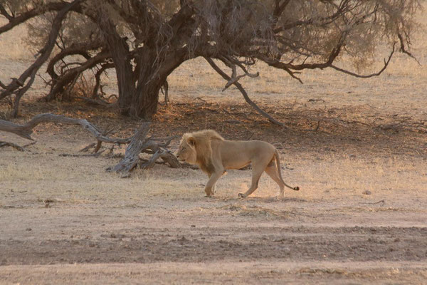 Luxus Lodges Südafrika Malaria frei