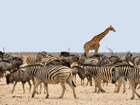 Reisetipps Namibia auf eigene Faust Blog