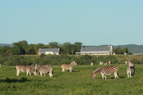 Safari Lodges in Südafrika Addo Elephant Nationalpark