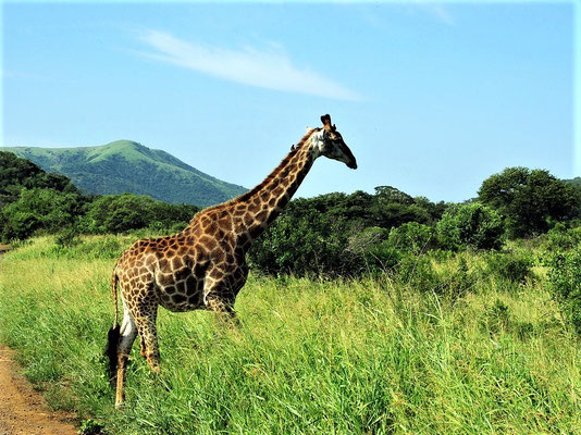 Reiseberichte Südafrika Reisetipps rüger Nationalpark Ldoges