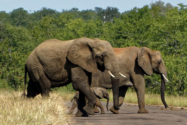 Reiseberichte Südafrika Reisetipps Top Safari Lodges