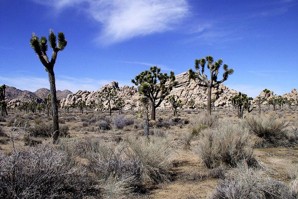 Reiseblog Kalifornien Reise planen: Reisetipps Joshua Tree Nationalpark