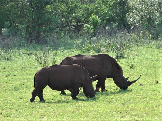 Reiseberichte Südafrika Reisetipps Hluhluwe Nationalpark