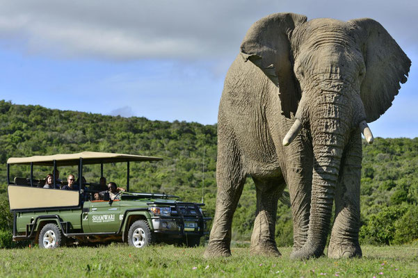 Safari Lodges Südafrika Shamwari Game Reserve