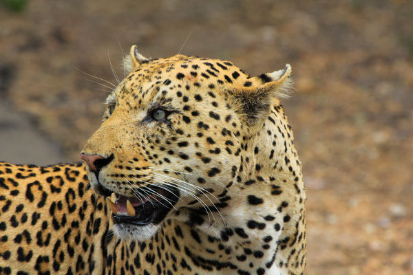 Reiseberichte Südafrika Reisetipps Krüger Nationalpark Hotels