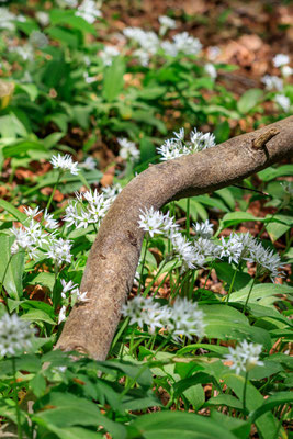 Bärlauchwald Dissen