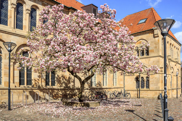 Osnabrück - Magnolienblüte am Dom