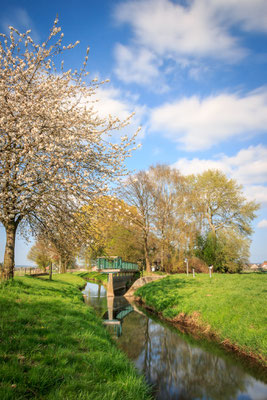 Frühling an der Bifurkation