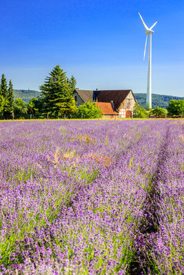 Lavendel im Teutoburger Wald