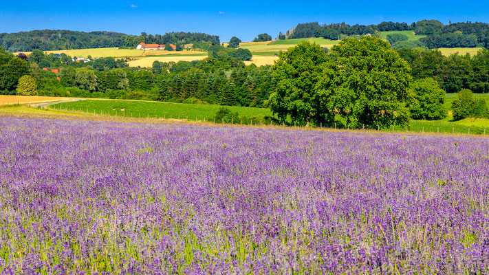 Lavendel im Teutoburger Wald
