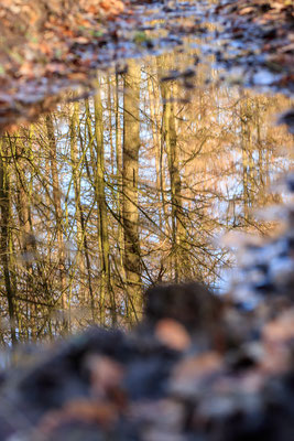 Spiegelung in einer Pfütze auf dem Waldweg