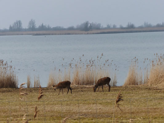 Rothirsche am Naturschutzgebiet Oosvardersplassen