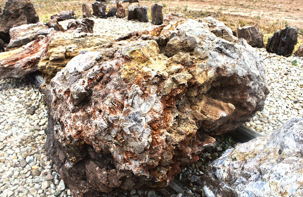 Fósiles de troncos de coníferas y paleosuelo en Arevalillo de Cega