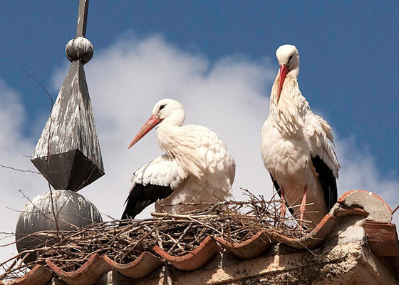 Paseo de las cigüeñas. Visita por la Villa de El Espinar
