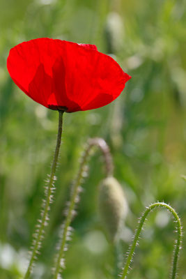 Taffin Sabine - coquelicot