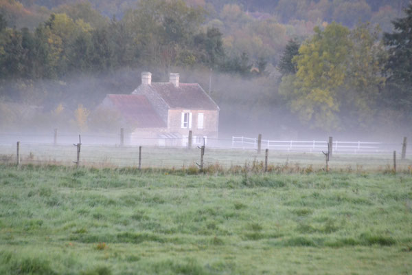Joly Cécile : brume matinale