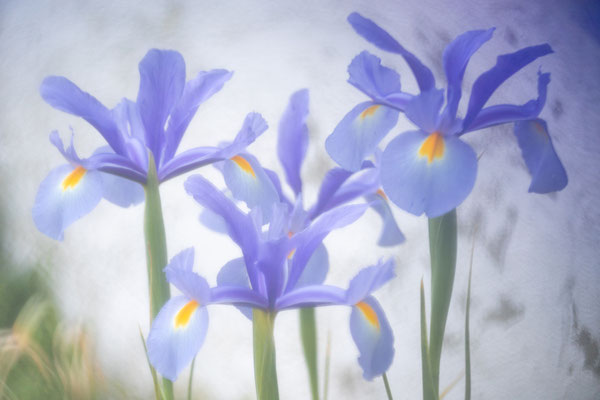 Goumy Michèle - fleurs mauves