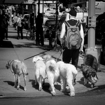 Anne Hardouin - dog sitter