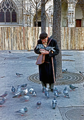 Bernard Lemort - les pigeons de Paris