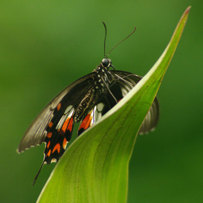 l'effet papillon