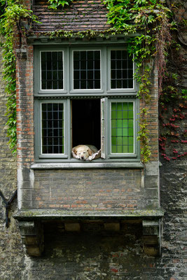 Lemort Bernard - grosse fatigue