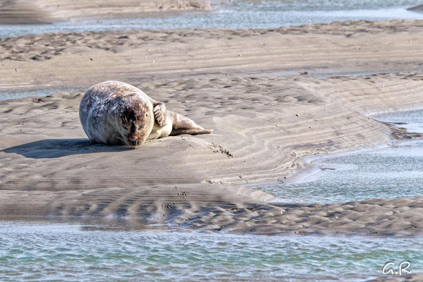 Ramage Gilles - sieste dans la baie d'Authie