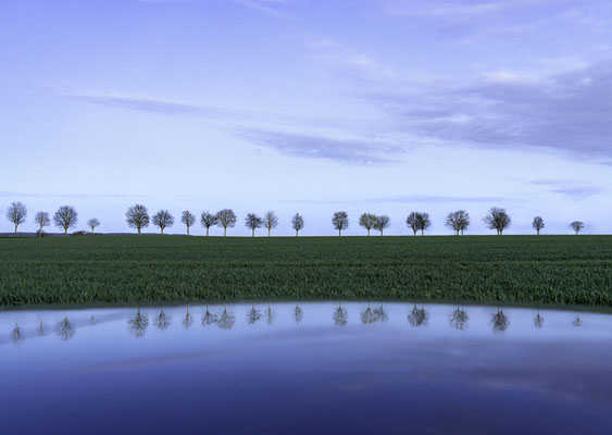 Gaelle Elie - arbres, rural