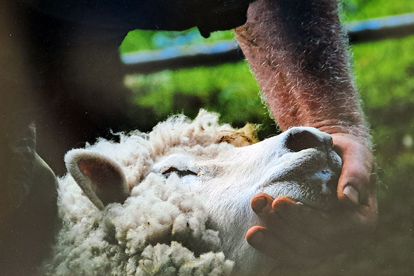 Emma Saint Carlier - sheep shearing