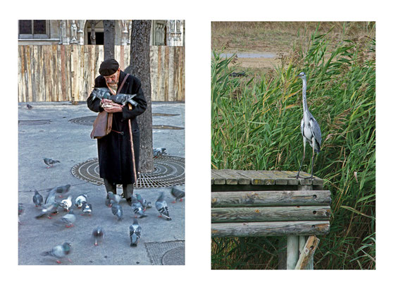 Bernard Lemort - les pigeons, Paris et le héron, La Gacilly