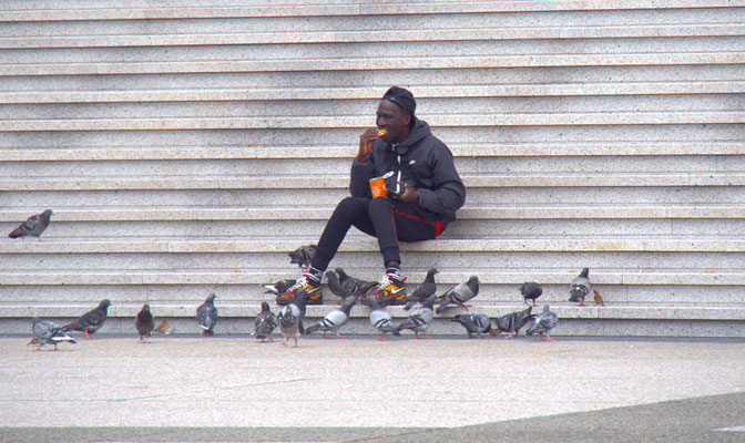 Anne Crespo - les moineaux, les pigeons, la Défense, urbain