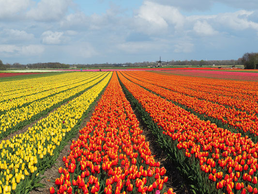 Cécile Joly - la saison des tulipes, Alkmaar, Pays-Bas, rural