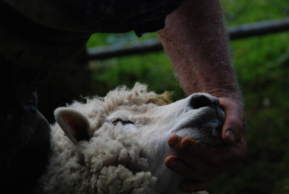 Saint-Carlier Emma : sheep shearing