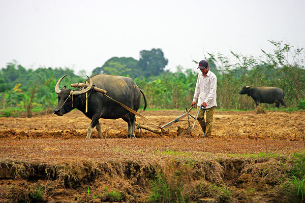 Lemort Bernard - agiculture extensive