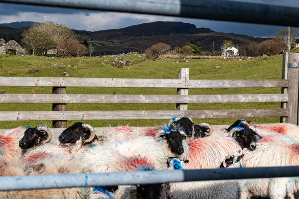 Anne Hardouin - tri de moutons irlandais, rural