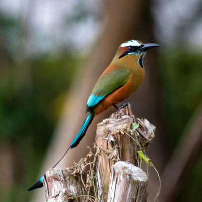 Goumy Michèle - motmot