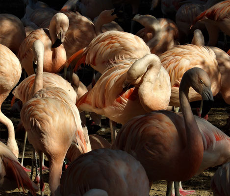 Michaud René - flamingoes, La Palmyre