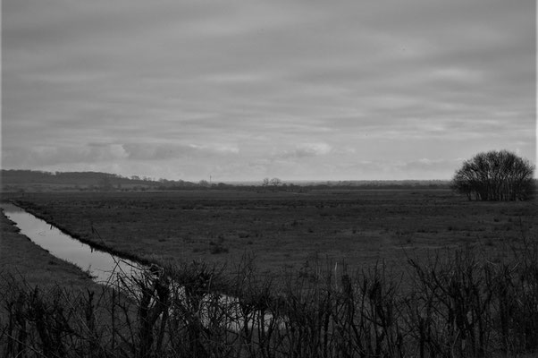 Isabelle Carlier - les marais de St Fromond, rural